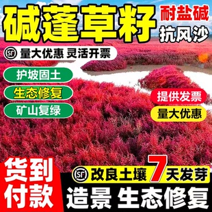 盐地碱蓬草种子湿地沙地盐碱地土质改善治理黄须菜红色翅碱蓬草籽