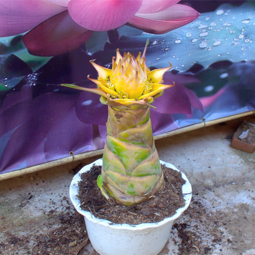 地涌金莲花矮胖 花苗 花苞 小苗 花卉大全 花卉盆栽 云南特产花卉