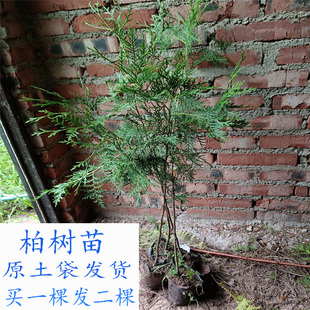 柏树云南柏树苗小柏树苗营养袋带土原土袋发货扁柏造林绿化