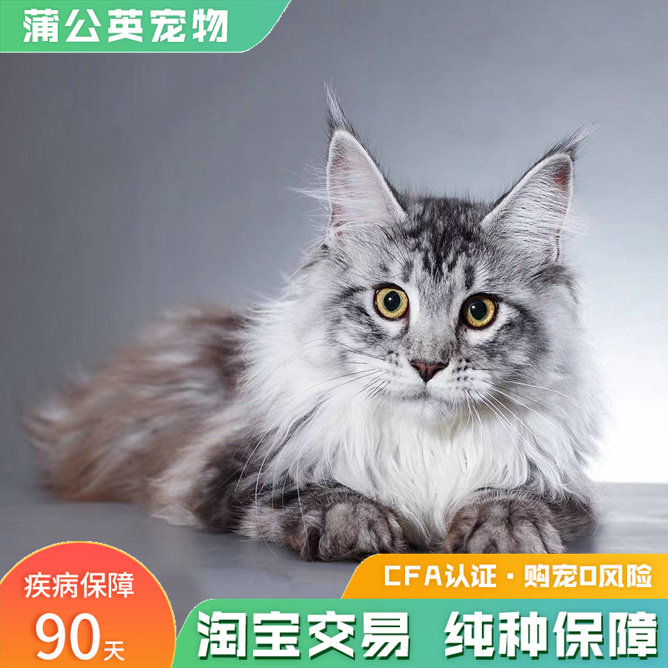 北京缅因猫活体巨型宠物猫咪血统挪威森林猫幼猫长毛库恩小猫猫舍