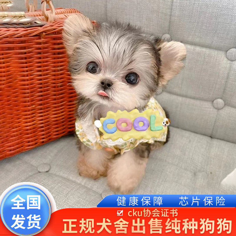 纯种家养约克夏幼犬公主犬不掉毛小型犬CKU犬舍出售西施犬宠物狗