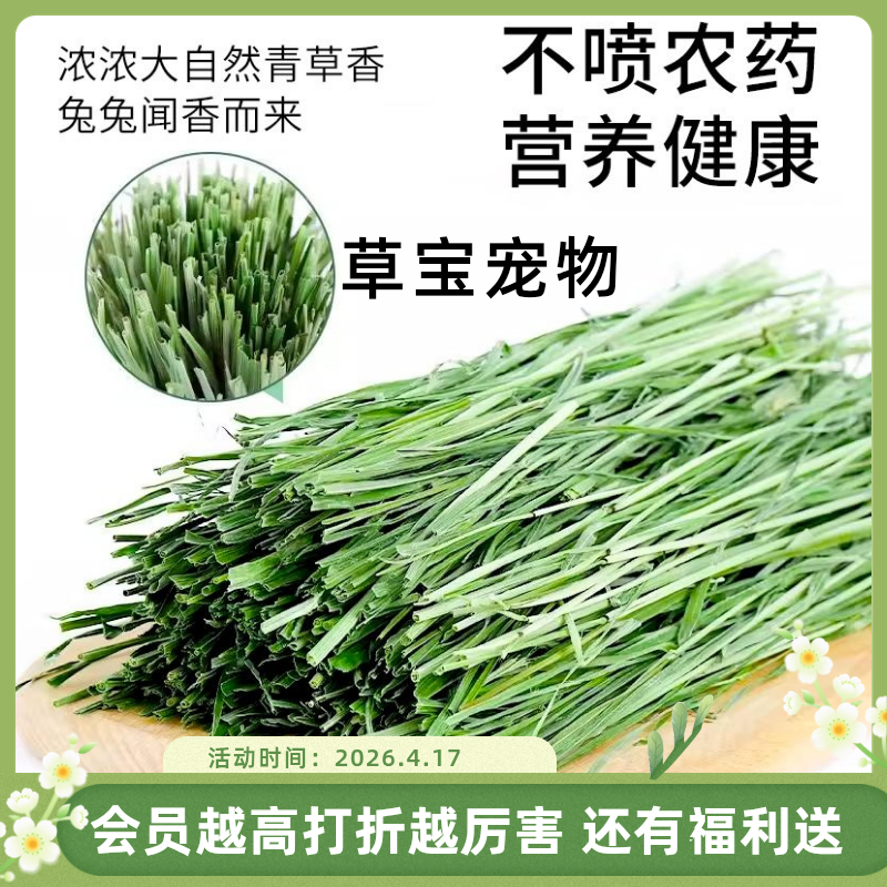 2026年新草烘干提摩西草龙猫兔子草粮食用品豚鼠荷兰猪饲料