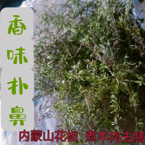 内蒙地花椒野生草地花椒包邮连茎地椒草花椒炖羊肉去膳增香花椒