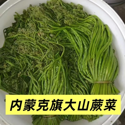 内蒙克旗特产山蕨菜农家腌制山野菜新货嫩绿蕨菜