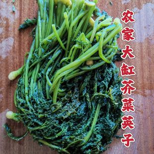 农家芥菜英子内蒙赤峰特产芥菜英子农家制作嫩制