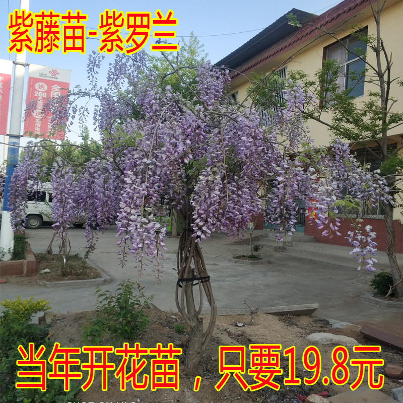 紫藤花苗 紫罗兰树苗 爬藤植物盆栽花卉庭院种植大花紫藤爬墙植物