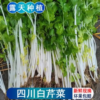 四川白芹菜农家水芹菜新鲜本地实心食用白杆白梗小香芹菜应季蔬菜