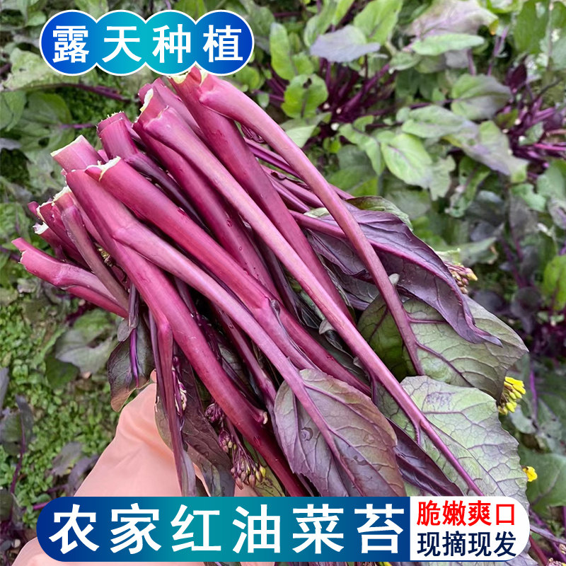 四川农家食用红油菜苔新鲜蔬菜露天青紫菜苔当季红菜心嫩菜苔现摘