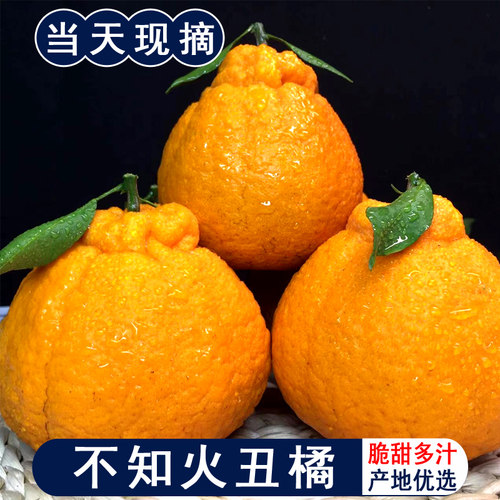 四川不知火丑橘丑柑现摘现发