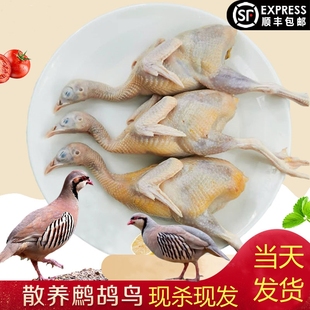 鹧鸪新鲜肉活鸟现杀飞龙鸟嘎嘎鸡鸟食用农家人工放养鸟肉