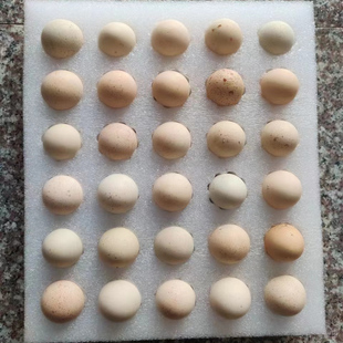 新鲜食用鹧鸪蛋30枚客户定制链接
