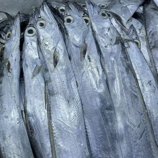 渤海湾小眼油带 新鲜带鱼渤海湾小眼油带新鲜肉厚 部分有点破肚