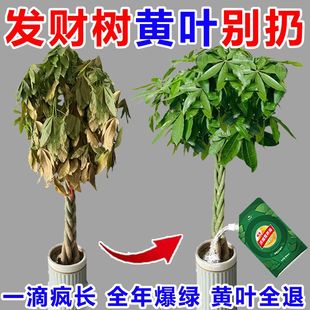 发财树黄叶病全治叶子发黄枯萎急救叶斑病专用肥专用营养液肥料