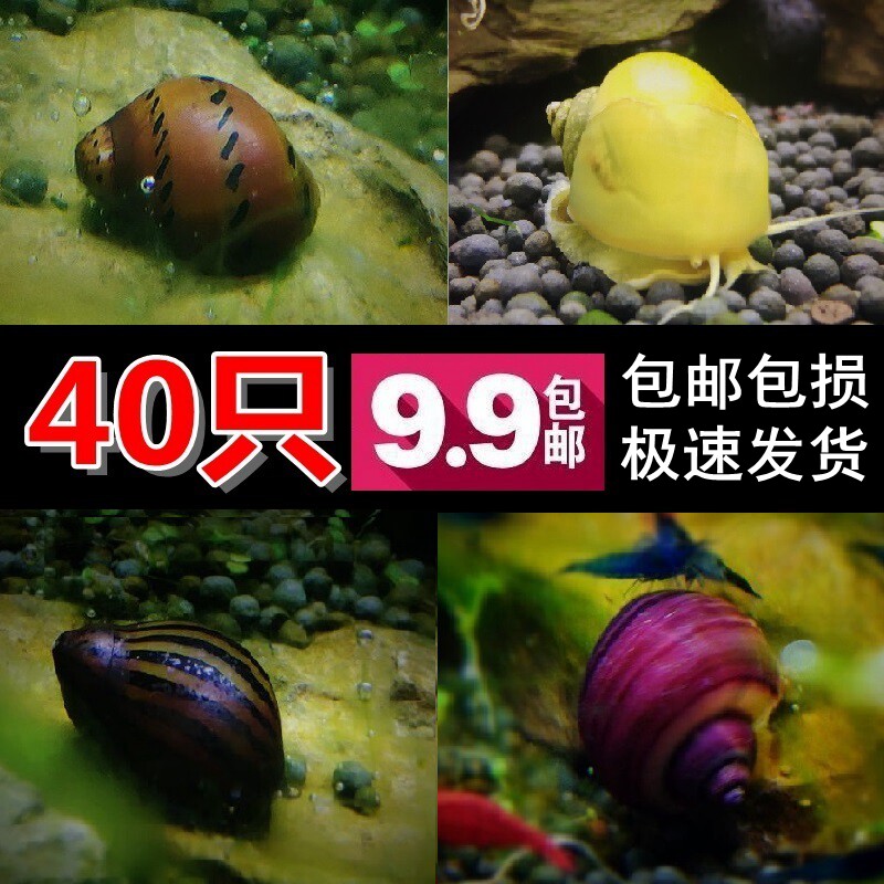 观赏螺水族淡水鱼缸清洁工具螺除藻虾螺套餐海螺蜗牛活体宠物螺叁