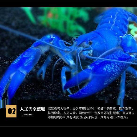 观赏虾活体鳌虾纯血火山人工天空蓝魔好养小虾观赏鱼彩色蓝色龙虾