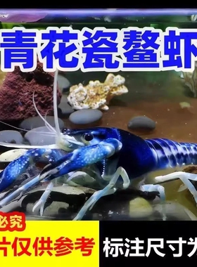 观赏虾活体鳌虾纯血火山人工天空蓝魔好养小虾观赏鱼彩色蓝色龙虾