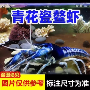 观赏虾活体鳌虾纯血火山人工天空蓝魔好养小虾观赏鱼彩色蓝色龙虾