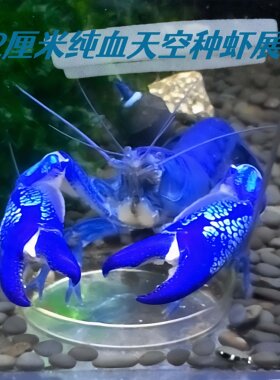 观赏鳌虾水族活体宠物火山天空