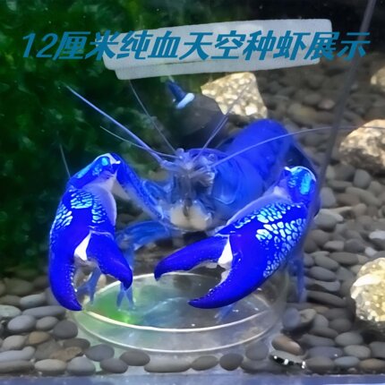 观赏鳌虾水族活体宠物虾火山天空蓝魔虾淡水大型蓝色小龙虾苗龙纹