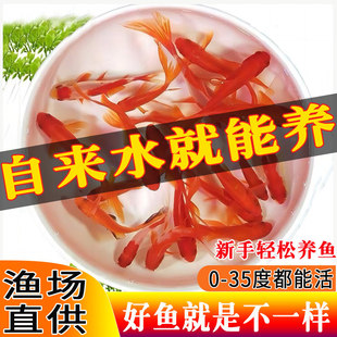 冷水鱼小型鱼缸好养耐活新手闯缸鱼饲料鱼大红草金锦鲤活鱼观赏鱼