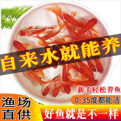 冷水鱼小型鱼缸观赏鱼好养耐活鱼