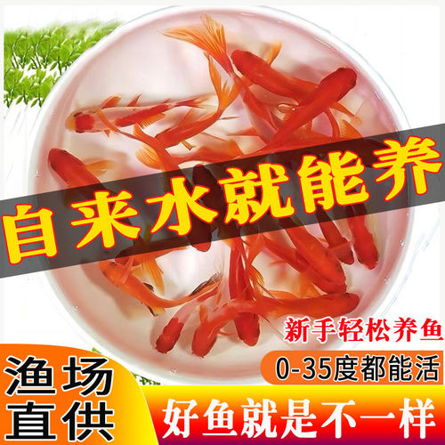 冷水鱼小型鱼缸观赏鱼好养耐活鱼