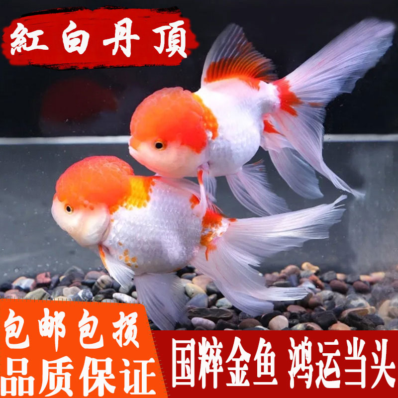 冷水观赏草金鱼苗金鱼苗耐活好养