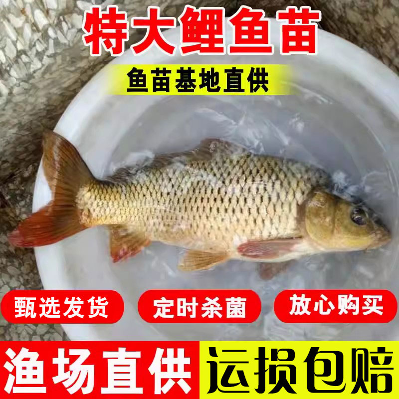 鲤鱼苗淡水养殖食用快大型红尾稻田鲤鱼荷花鲤鱼特大建鲤鱼苗批发