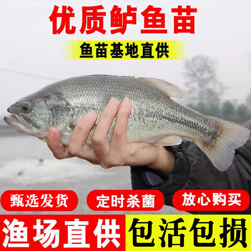 加州鲈鱼苗凶猛路亚大口黑鲈鱼苗