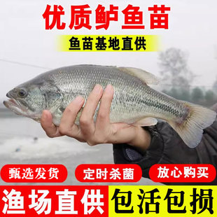 鲈鱼苗淡水养殖凶猛路亚大口黑鲈冷水观赏鱼苗优鲈三号加州鲈鱼苗