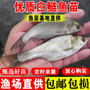 白鲢鱼苗淡水养殖食用大型鱼鲢鱼鳊鱼水鲢鲢子鳙鱼跳鲢冷水观赏鱼
