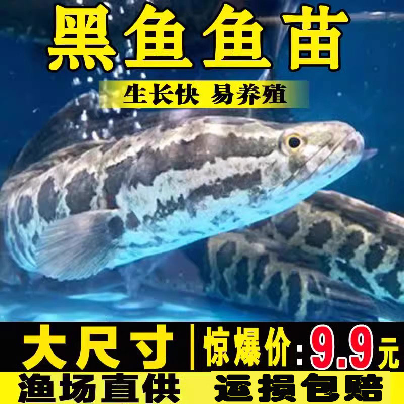 特大黑鱼苗淡水活体乌鳢苗杂交小黑鱼塘养殖鱼缸观赏财鱼苗乌鱼苗
