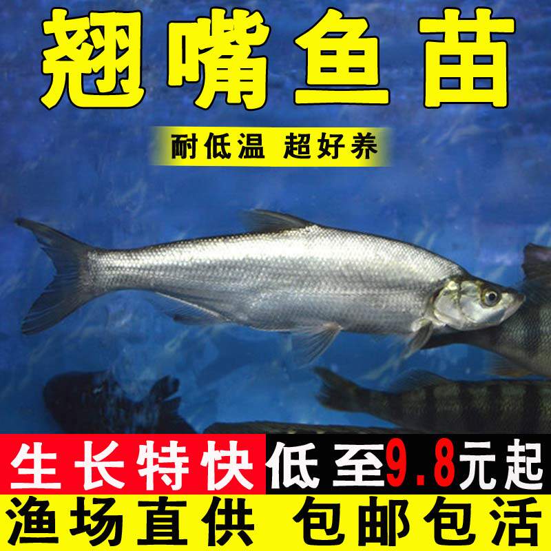 翘嘴鱼苗淡水养殖食用鲜活白刁子鲌白鱼大型凶猛路亚米级翘壳鱼苗