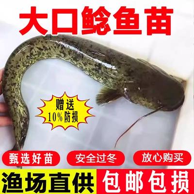 弥翠园大口鲶鱼苗批发食用易养殖