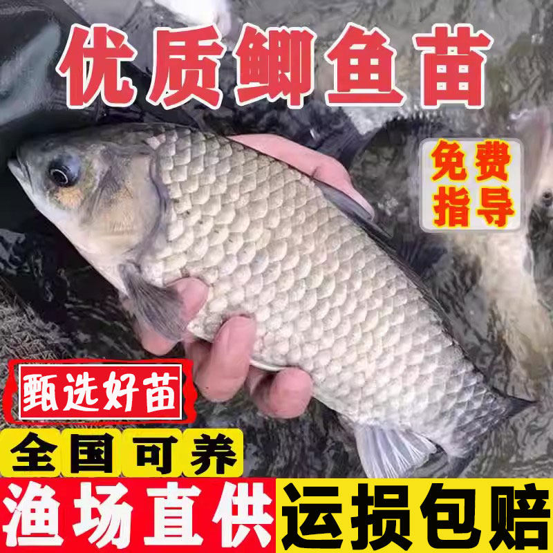 鲫鱼活鱼苗淡水养殖食用中科5号大品种工程云鲫黄金鲫土鲫鱼鱼苗