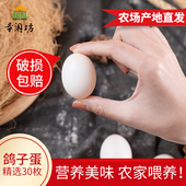 精选鸽子蛋新鲜30枚孕妇宝宝辅食农家散养白鸽正宗 生鲜 包邮