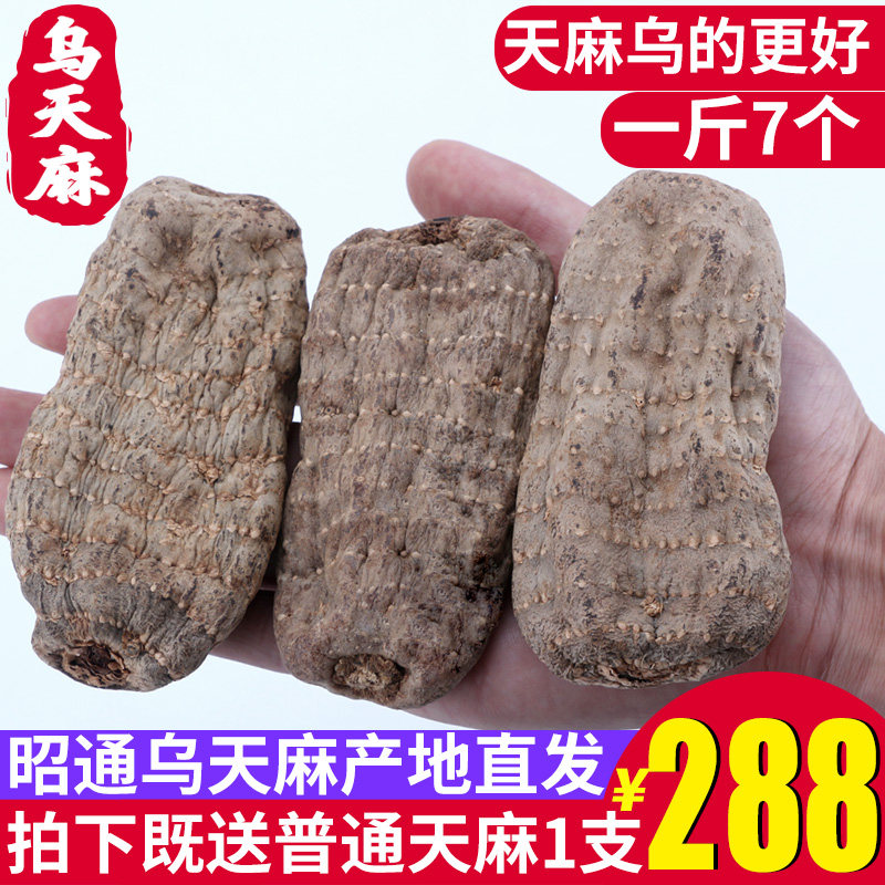 云南昭通大乌天麻500g新鲜自然晒干货并非野生特级种植苗可细粉片