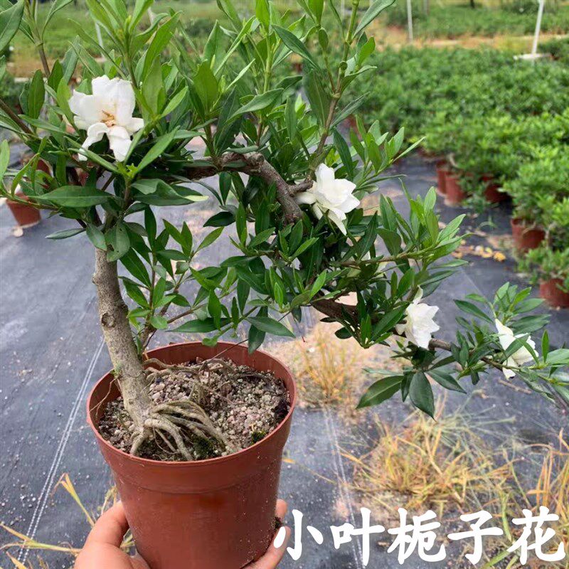 重瓣小叶雀舌栀子花提根老桩水横枝盆景清誉牡丹开花浓香花园绿植
