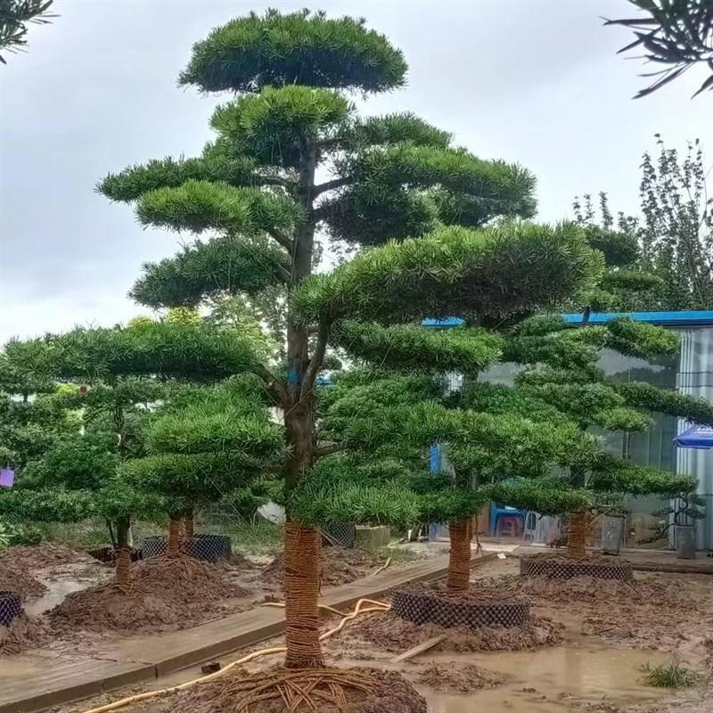 罗汉松大树罗汉松造型树罗汉松盆景地栽盆栽小叶雀舌罗汉松造型树