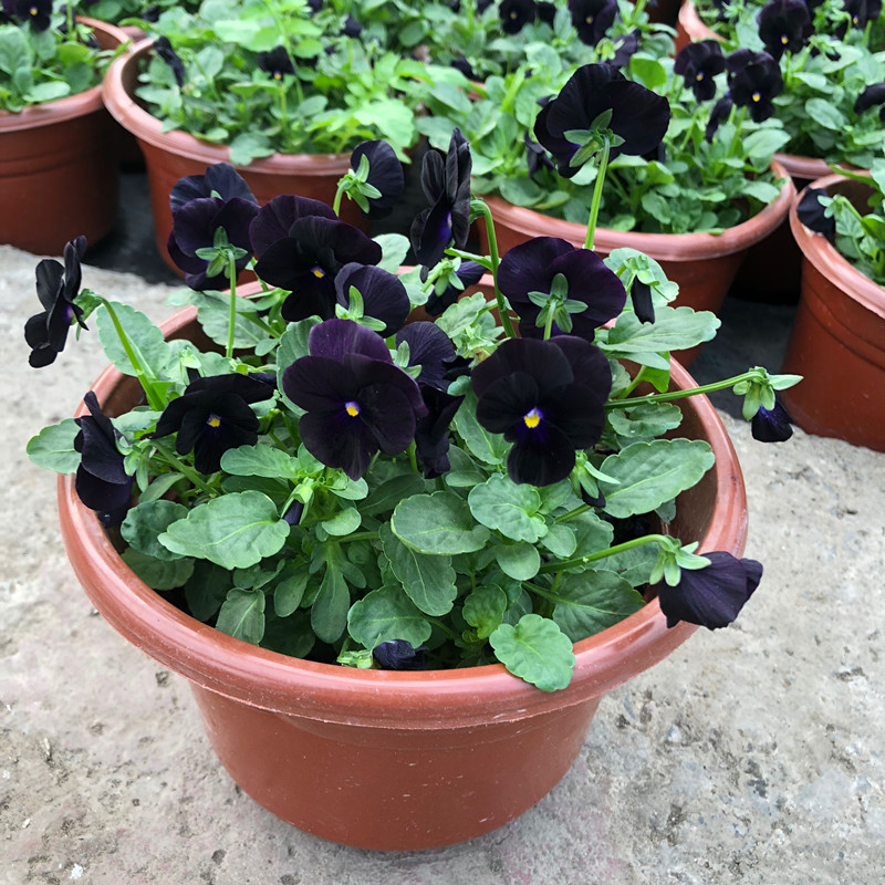 角堇盆栽花苗带花阳台庭院耐冻耐角堇/三色堇