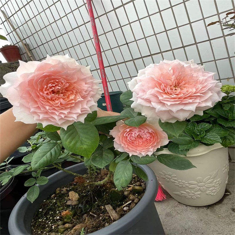 新品莫妮卡戴维月季花苗大花勤花阳台庭院盆栽四季开花粉色美人尖