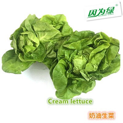 奶油生菜 新鲜意大利奶油生菜波士顿生菜 500g 江浙沪皖5件包邮