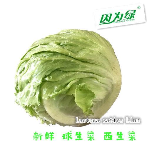 球生菜新鲜包邮西生菜江浙沪皖