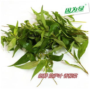 叻沙叶 包邮 拉莎叶拉沙叶 江浙沪5件 拉萨叶云南香柳菜 新鲜香料