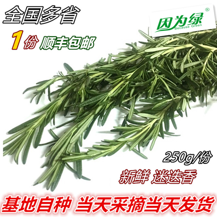 新鲜香料迷迭香新鲜食用西餐