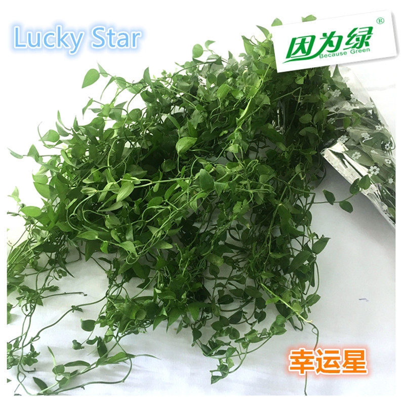 新鲜 阔叶武竹 幸运星 西餐摆盘装饰 1把 江浙沪5件包邮