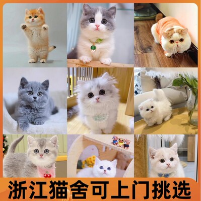 纯种矮脚宠物猫咪英短蓝猫蓝白金银渐层幼猫美短加白暹罗布偶活物