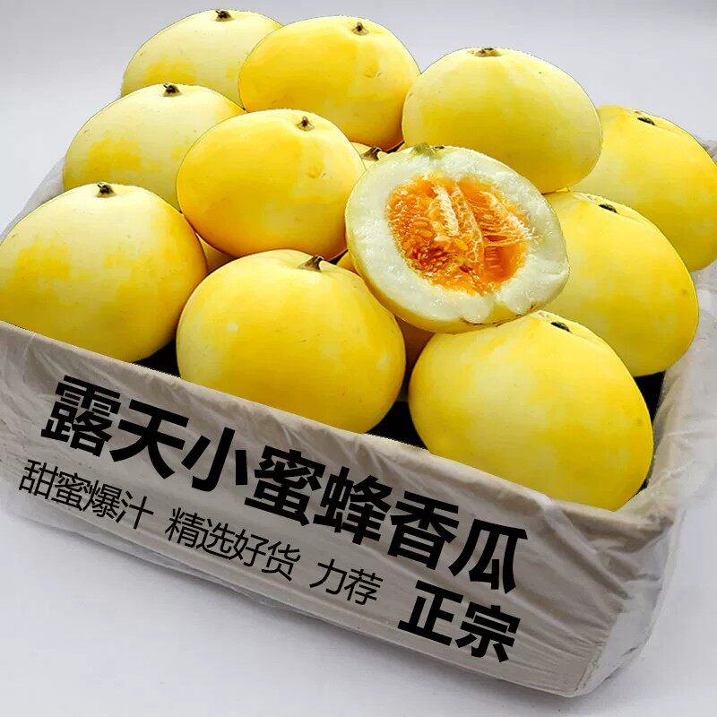 山东头茬现摘星甜20小蜜蜂甜瓜蜜罐甜瓜新鲜水果香瓜蜜瓜