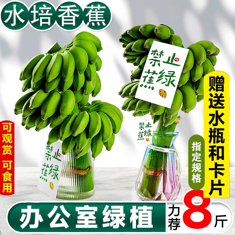 禁止焦虑香蕉整串办公室水培香蕉禁止蕉绿静止芭蕉桌面绿植小米蕉