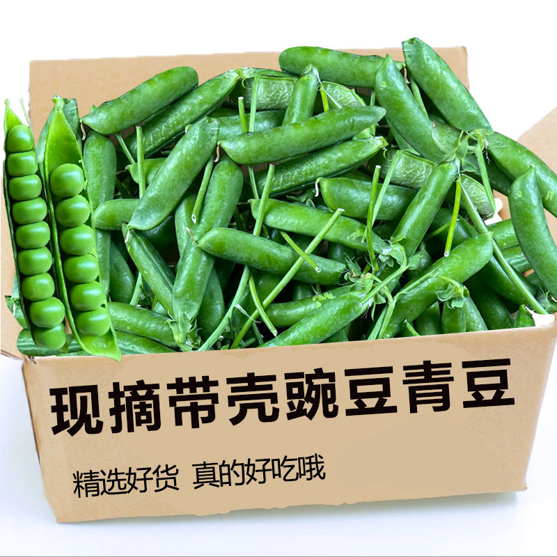 豌豆新鲜现摘云南带壳青豆角粒农家蔬菜水果甜豆荚嫩当季整箱包邮